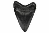 Juvenile Megalodon Tooth - South Carolina #340413-1